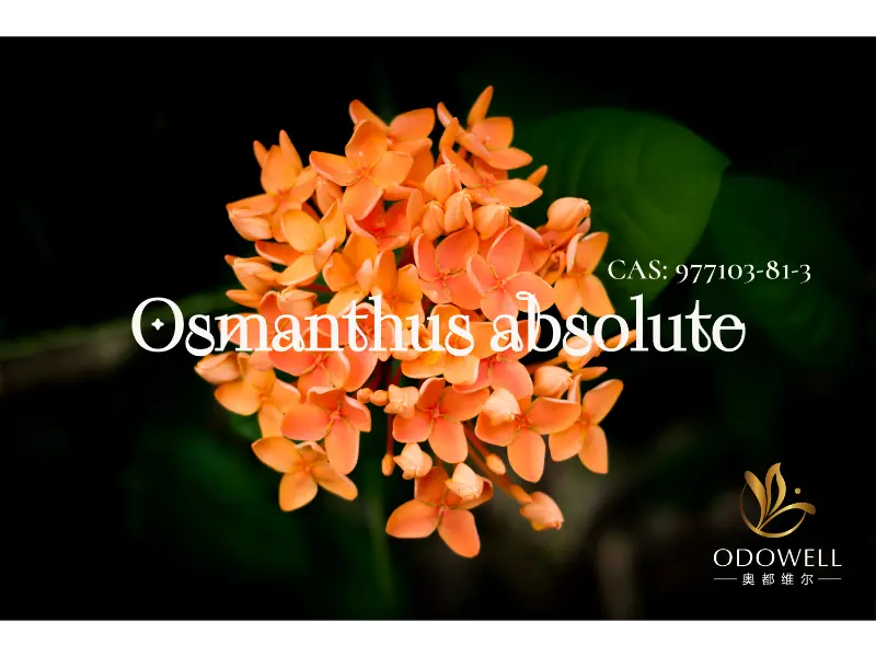 Osmanthus абсолютті - Одовеллдің шығыс флоралдарына арналған табиғи қол