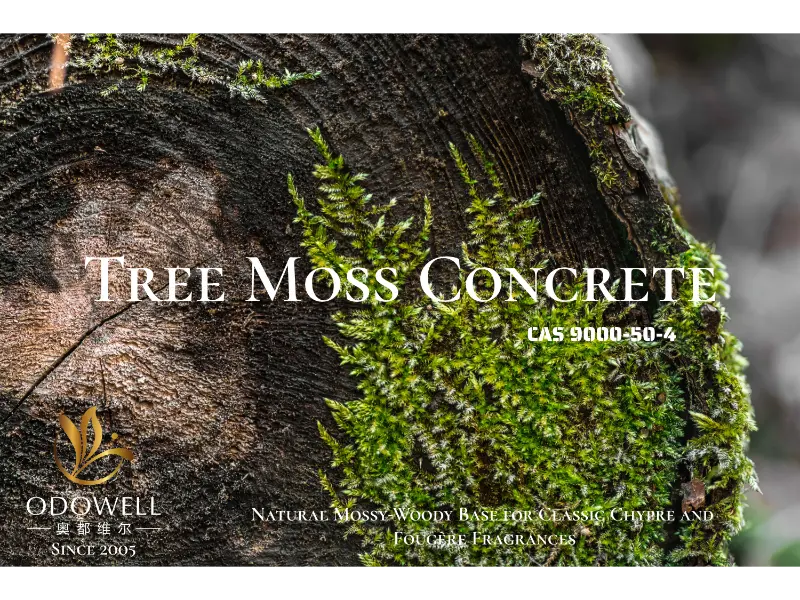 Tree Moss Concrete – классикалық шипр және фужер хош иістеріне арналған ODOWELL компаниясының табиғи мүкті-ағашты негізі.